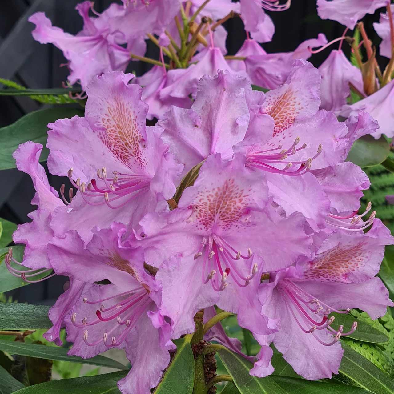 'Catawbiense Boursault'